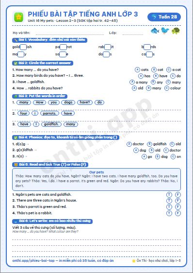 Phiếu bài tập Tiếng Anh lớp 3 tuần 28: Unit 16 – Lesson 2, 3 (tập hai tr. 42–45)